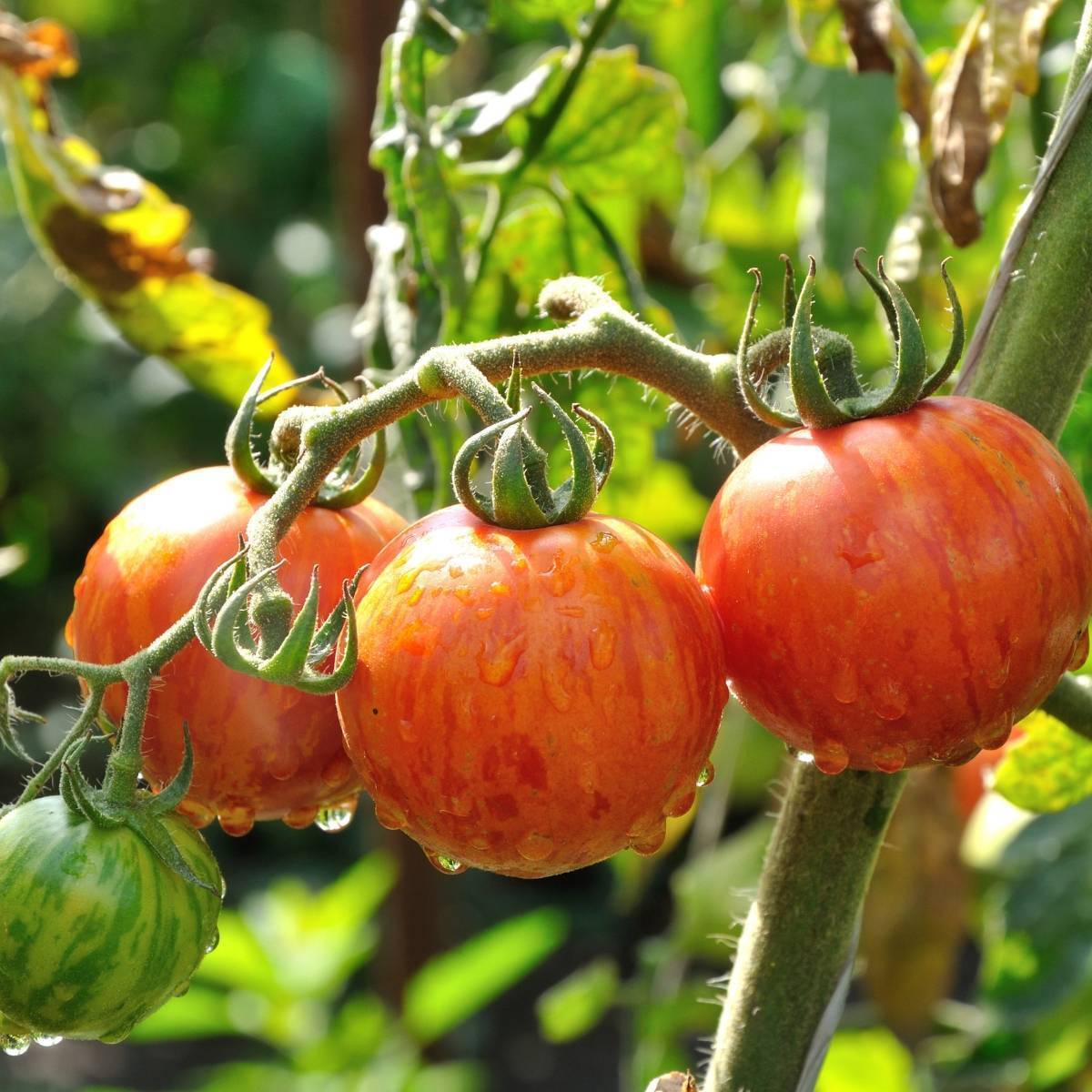 Cara Menanam Tomat Tigerella Lurik Mudah, Hanya 4 Langkah!