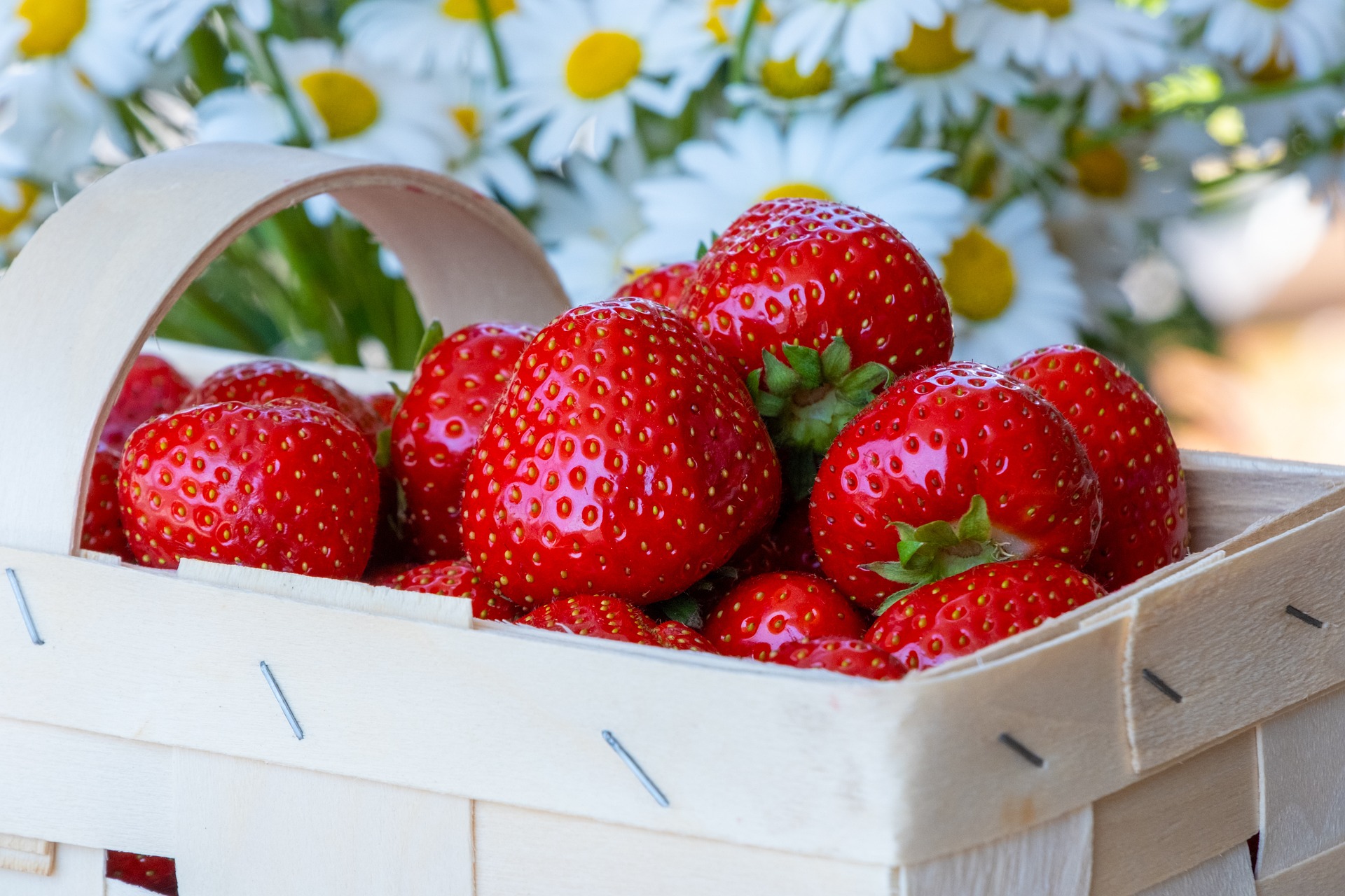 4 Cara Ini Bisa Membuat Kamu Memiliki Kebun Strawberry Sendiri!