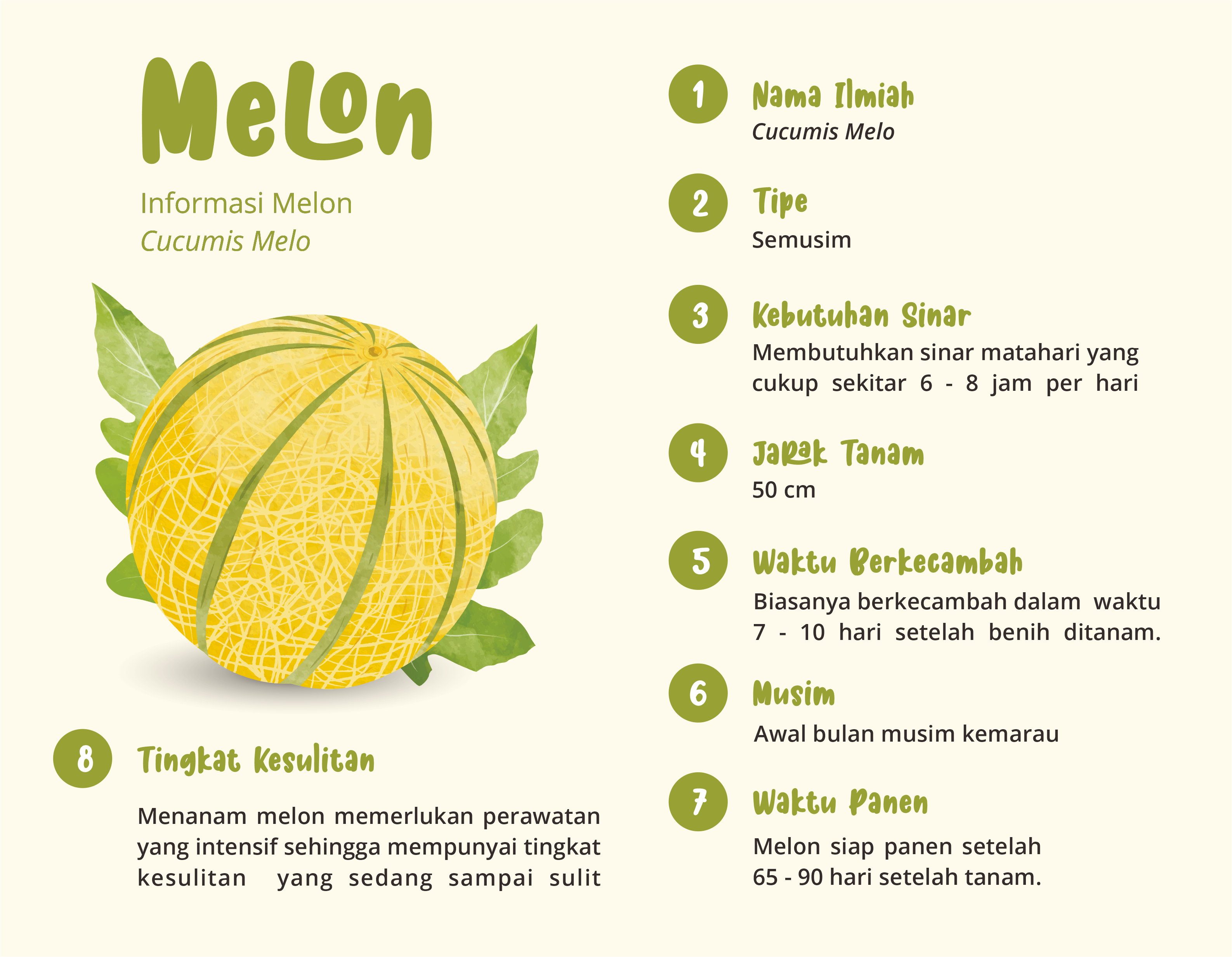 Melon 1 | Ketahui Cara Menanam Melon Di Halaman Rumah