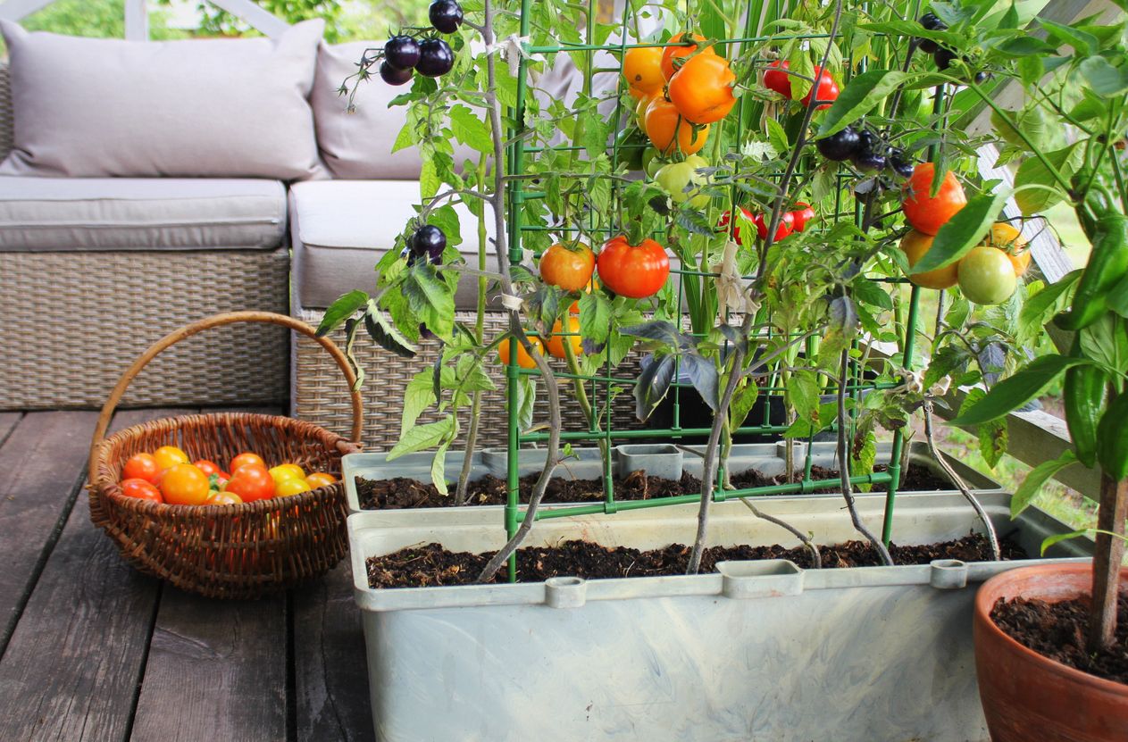 Tomat Bisa Menjadi Alternatif Sayuran Yang Cocok Ditanam Di Pekarangan Rumah