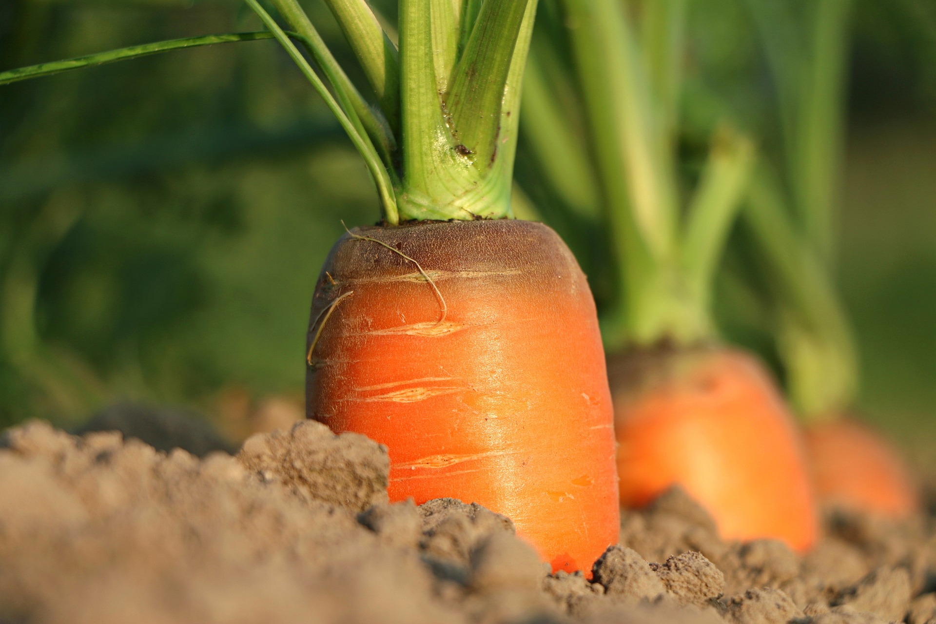 5 Cara Menanam Wortel Mudah: Meningkatkan kesehatan kulit dan mata dengan mengkonsumsi wortel