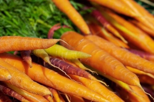 macam-macam varietas wortel (cara menanam wortel)