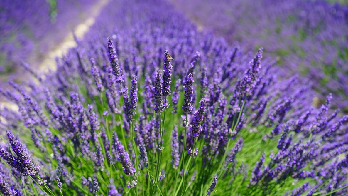 Lavender Field 1595587 1920 | 40 Jenis Tanaman Obat Dan Gambarnya Yang Tentunya Berkhasiat