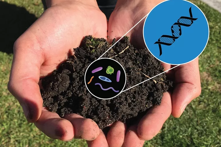 Kapur dolomit bisa untuk merangsang mikroba tanah