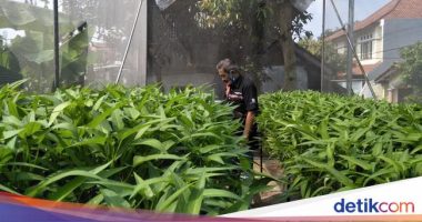Kisah Sukses Warga Bandung dalam Mengembangkan Urban Farming