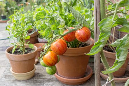 Cara Menanam Tomat Tigerella Lurik Mudah, Hanya 4 Langkah!