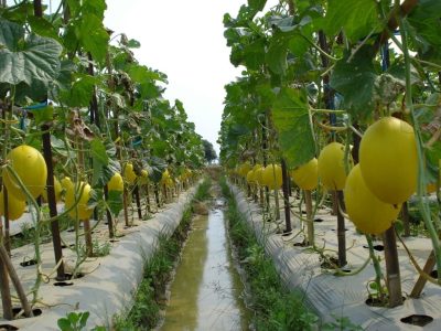 Pemberian Ajir atau Lanjaran Juga Merupakan Cara Menanam Melon