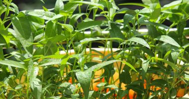10+ Sayuran Hidroponik yang Cocok Ditanam di Rumah