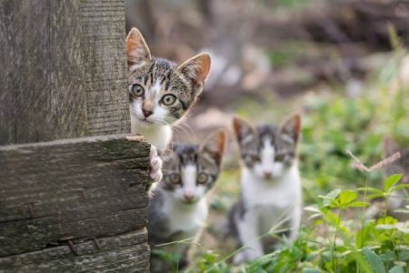 Cara Membuat Media Tanam Sekam Mentah: Bisa Kami Jadikan sebagai Penangkal Kucing