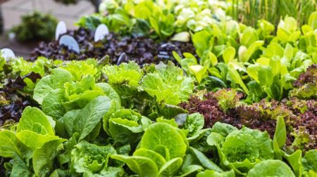 Tanaman Sayuran yang Juga Termasuk Tanaman Hortikultura
